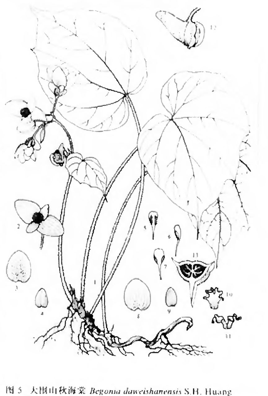 B. daweishanensis